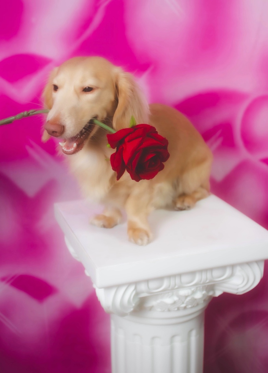 Pink Hearts glamour shot